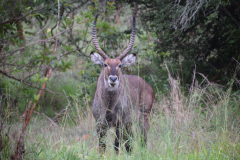 Rwanda-safari-waterbuck-GreenSteps-Travel