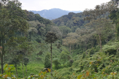 Rwanda-Nyungwe-National-Park-GreenSteps-Travel