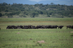 Rwanda-Akagera-national-Park-GreenSteps-Travel