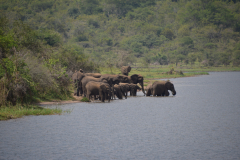 Rwanda-Akagera-safari-GreenSteps