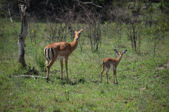 Rwanda-Akagera-safari-hert-Green-Steps-Travel