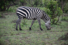 Rwanda-Akagera-safari-zebra-GreenSteps-Travel
