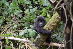 Rwanda-Gorilla-baby-Green-Steps-Travel