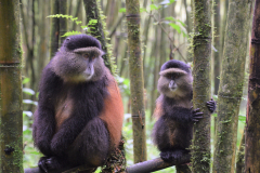 Vulcanoes-National-Park-Golden-monkey-GreenSteps-Travel