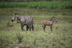 Akagera-national-park-zebra-GreenSteps-Travel