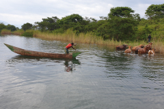 Lake-Kivu-swimming-cows-GreenSteps-Travel