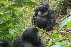 Vulcanoes-National-Park-Gorillas-GreenSteps-Travel