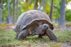 Seychellen-Astove-credit-Anthony-Grote