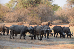 Green-Steps-Travel-Zambia-buffels