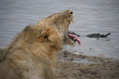 GreenSteps-Zambia-safari-leeuw