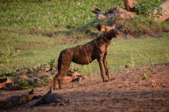 GreenSteps-Zambia-safari-wild-dogs