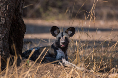 Zambia-GreenSafaris
