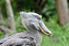 Zambia-ZGH-Shoebill-Island