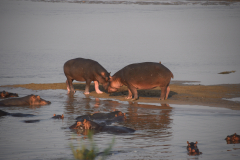 GreenSteps-Zambia-safari-South-Luangwa-nijlpaard