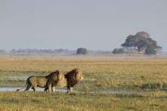 Zambia-Kafue-national-park