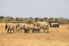 Zambia-Tafika-Camp-olifanten