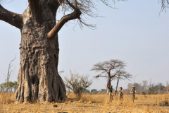 Zambia-Tafika-Camp-safarib-aobab