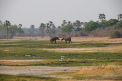 GreenSteps-Zambia-safari-South-Luangwa