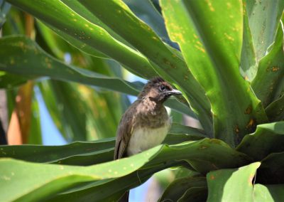 Rwanda birdwatching-Green-Steps-Travel