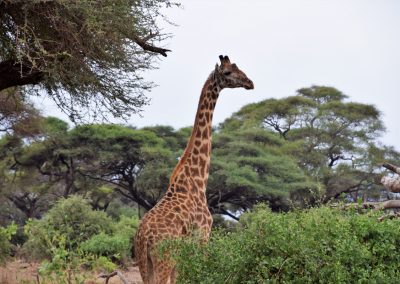 Kenia-maasai-giraf-GreenSteps-safari