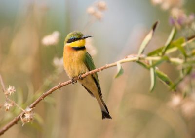 Zambia-Bilimungwe Bushcamp-vogelreis-duurzaam