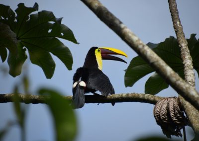 Costa-Rica-Toekan-GreenSteps-Travel