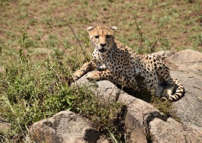 Kenia-cheeta-safari-Green-Steps