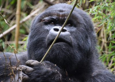Rwanda-berggorilla-GreenSteps-Travel