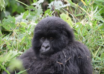 Rwanda-berggorilla-GreenSteps-Travel
