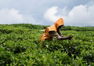 Rwanda-thee-duurzaam-GreenSteps-Travel
