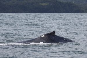 GreenSteps-Travel-Costa-Rica-whalewatching