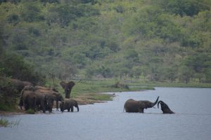 Akagera - olifanten in het water