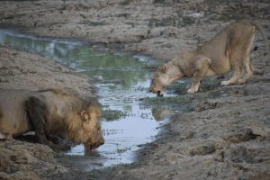 Green-Steps_Travel-Zambia-South-Luangwa-safari-drinkende leeuwen