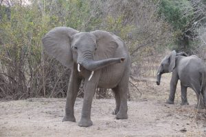 Green-Steps_Travel-safari-Zambia-South-Luangwa-safari-olifant
