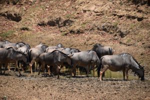 Green-Steps_Travel-Zambia-South-Luangwa-wildebeest