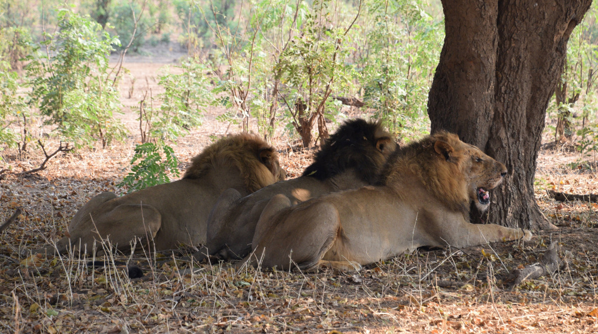 GreenSteps-Travel-luxe-Safari-Zambia-leeuw