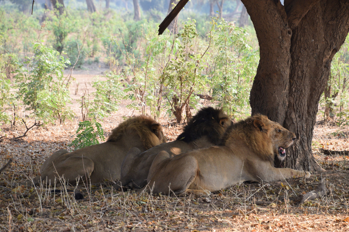 GreenSteps-Travel-luxe-Safari-Zambia-leeuw