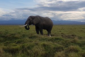 GreenSteps-Travel-Kenia-safari-Amboseli-olifant