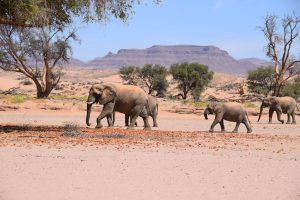GreenSteps-Travel-Namibië-Woestijnolifant-kudde