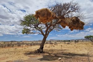 GreenSteps-Travel-Namibië-natuur