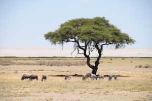 GreenSteps-Travel-Namibië-safari-Etosha National Park