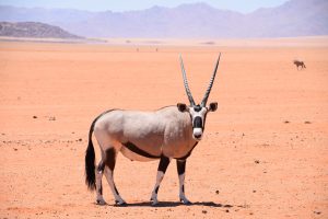 GreenSteps-Travel-Namibië-safari-gemsbok