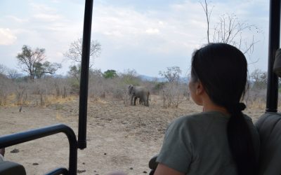 Olifanten kunnen niet zonder duurzaam toerisme