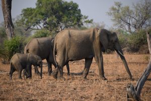 GreenSteps-Travel-Zambia-safari-Luangwa NP