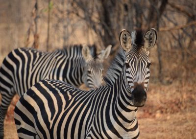 GreenSteps-Travel-Safari-Zambia