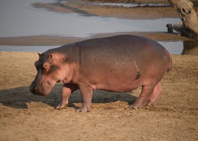 GreenSteps-Travel-Zambia-nijlpaard