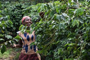 GreenSteps-Travel-rondreis Rwanda-koffie