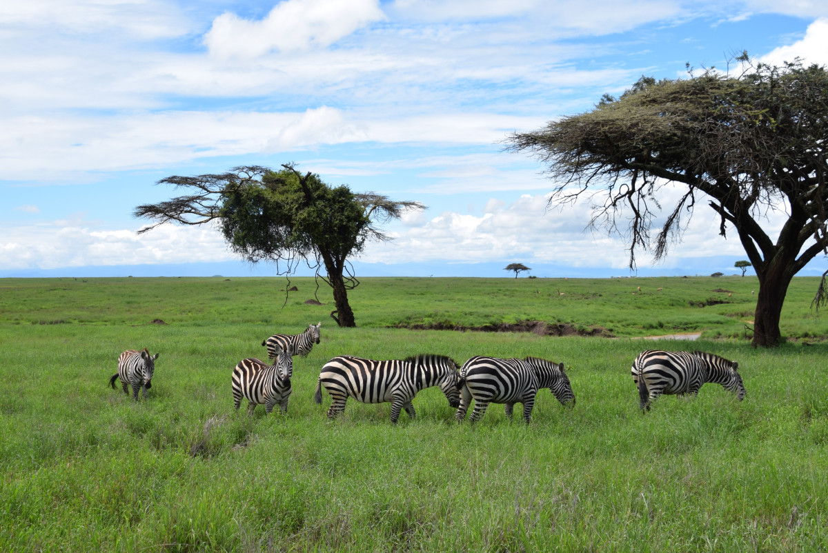 GreenSteps-Travel-Kenia-luxesafari