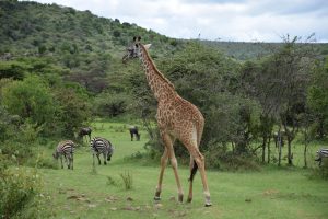 GreenSteps-Travel-kenia-maasai-mara-giraf