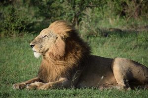 GreenSteps-Travel-kenia-maasai-mara-safari-leeuw